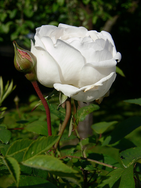 Erste Rose des Jahres 2013