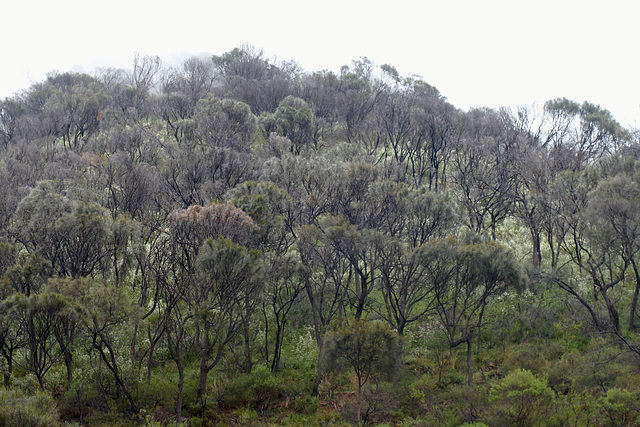 Sheoaks on a rainy day