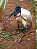 Jabiru Stork