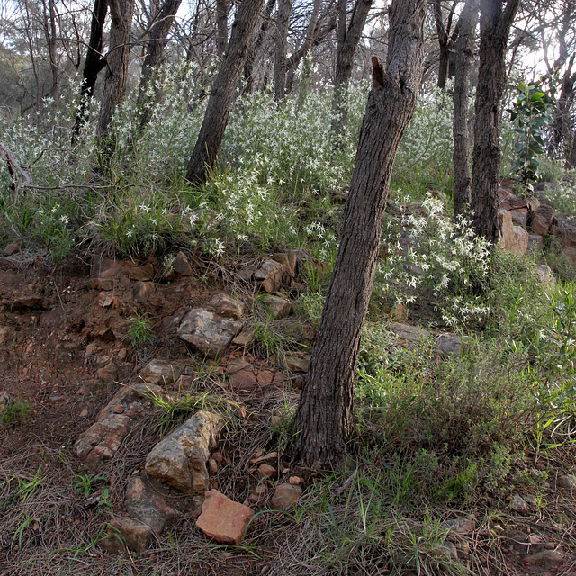 Anthocercis angustifolia, Morialta CP