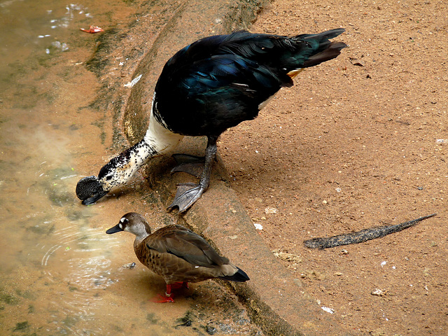 Comb Duck with Unidentified Companion (Any Ideas?)