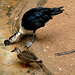 Comb Duck with Unidentified Companion (Any Ideas?)