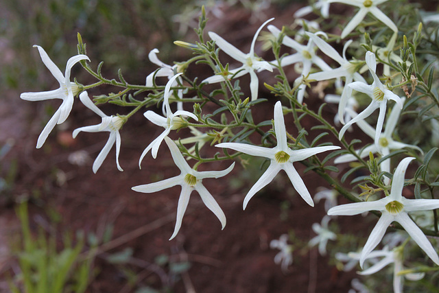 Anthocercis angustifolia, Morialta CP