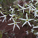 Anthocercis angustifolia, Morialta CP