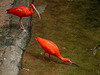 Scarlet Ibises