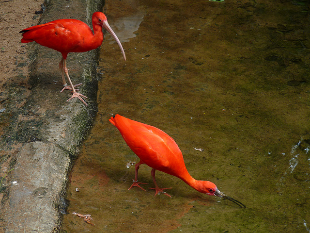 Scarlet Ibises