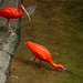 Scarlet Ibises