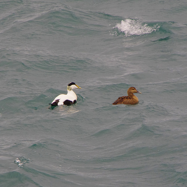 Mr and Mrs Eider