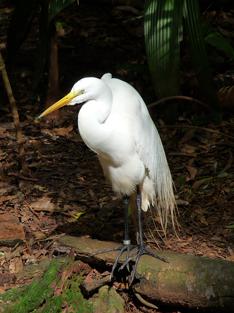 Great White Egret