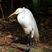 Great White Egret