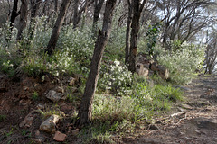 Anthocercis angustifolia, Morialta CP