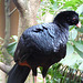 Red-billed Currasow