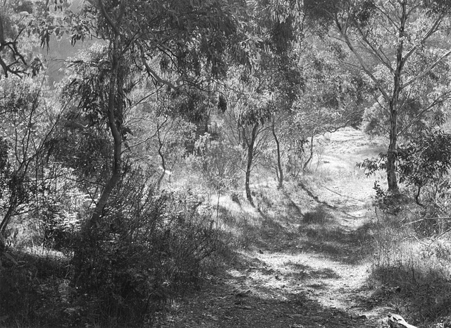 Sunlight and shadow, Gandy Gully