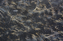 grass just about growing in the lava sand