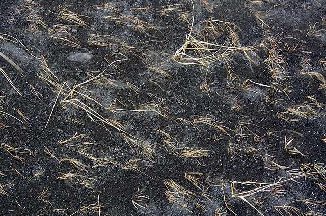 grass just about growing in the lava sand