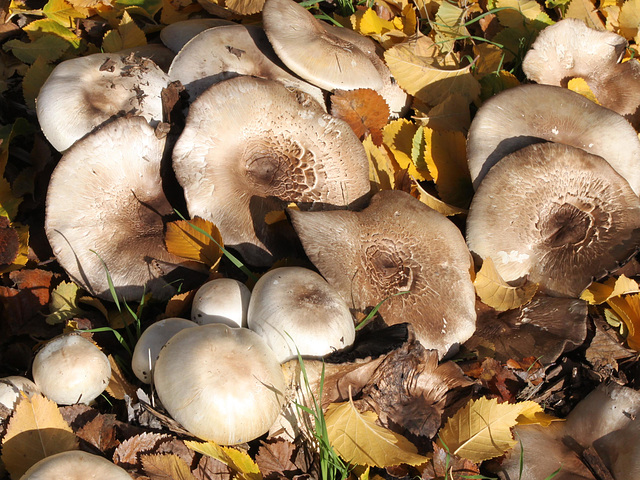 Agaricus xanthodermus (Yellow-staining Mushroom)