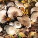 Agaricus xanthodermus (Yellow-staining Mushroom)