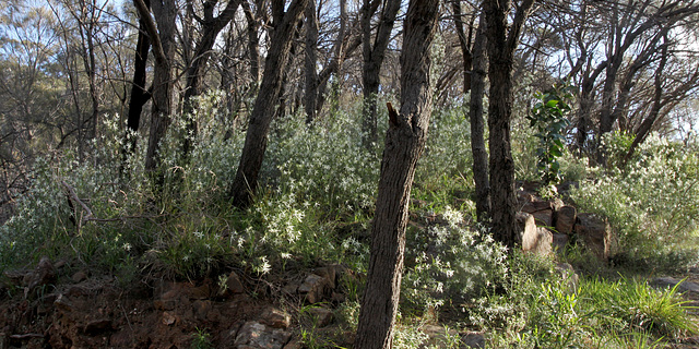 Anthocercis angustifolia, Morialta CP