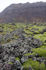 lava, moss and lichen!