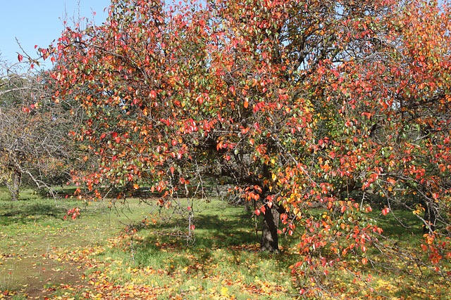 Pyrus pashia (Wild Himalayan Pear)