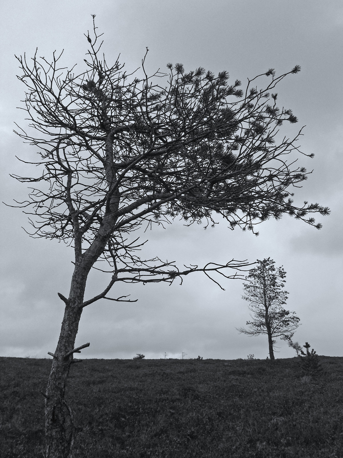 Trees on Balloch Hill