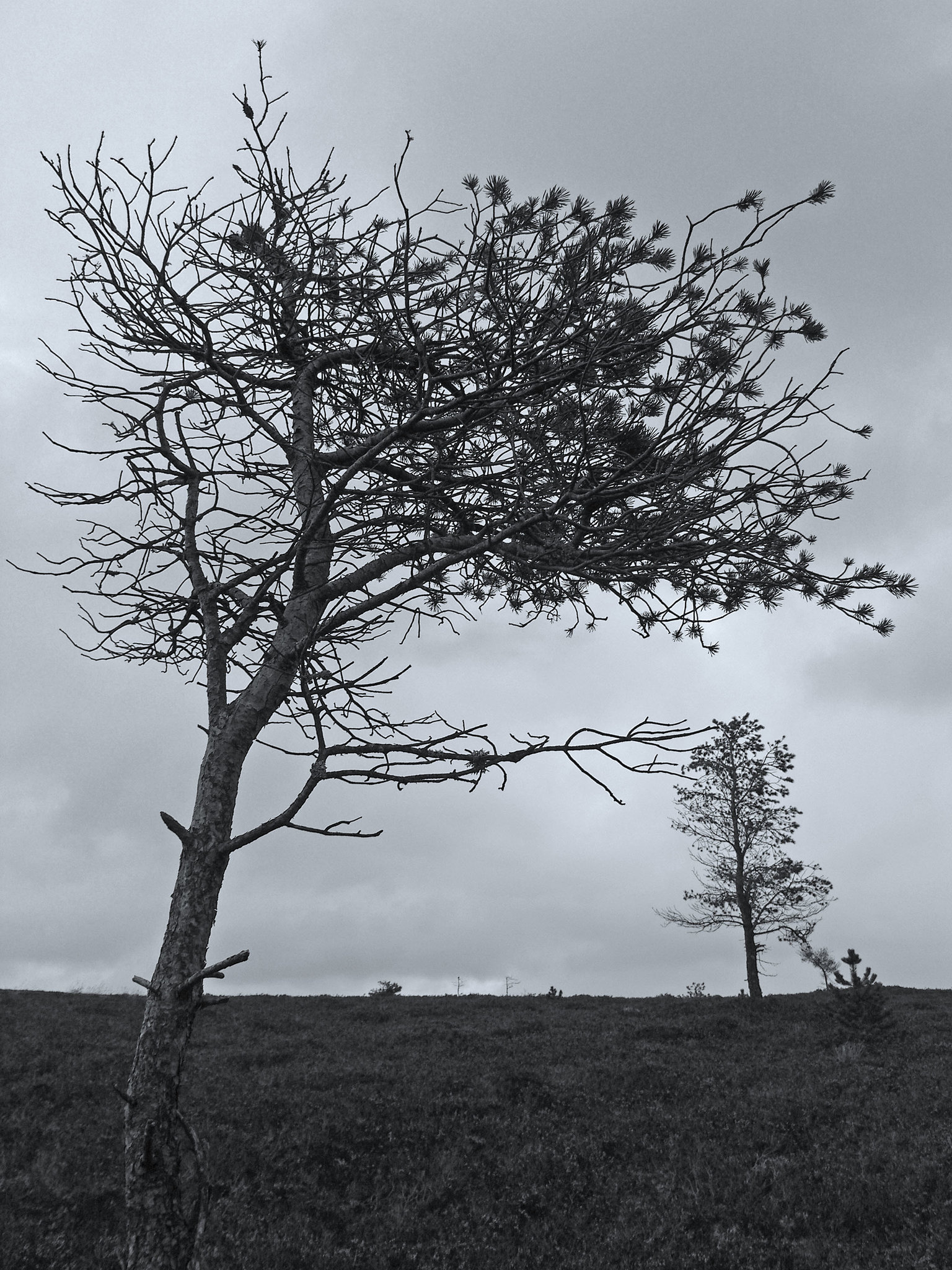 Trees on Balloch Hill