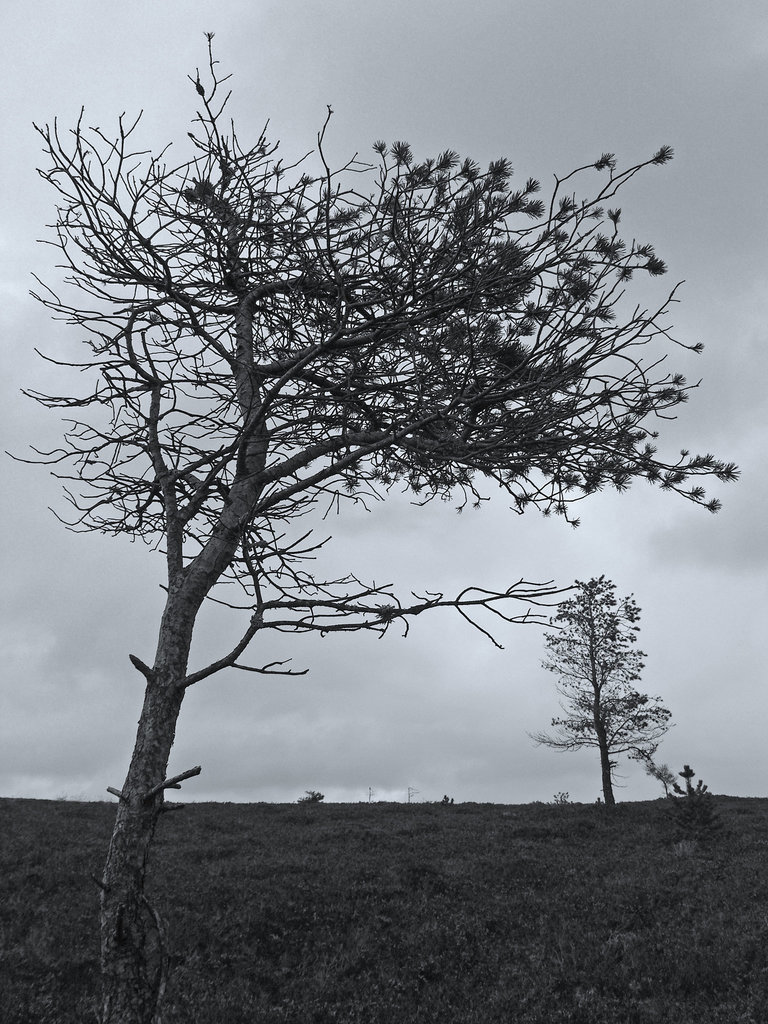 Trees on Balloch Hill