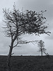 Trees on Balloch Hill