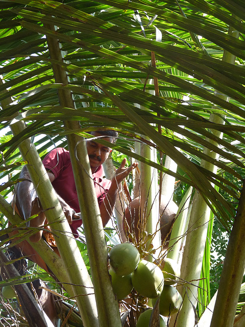 Coconut Gathering