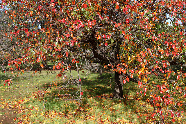 Pyrus pashia (Wild Himalayan Pear)