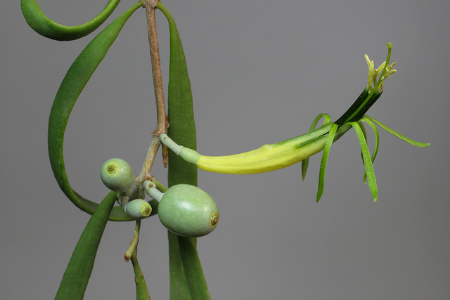 Lysiana exocarpi ssp. exocarpi (Harlequin Mistletoe, yellow form) PJL2816