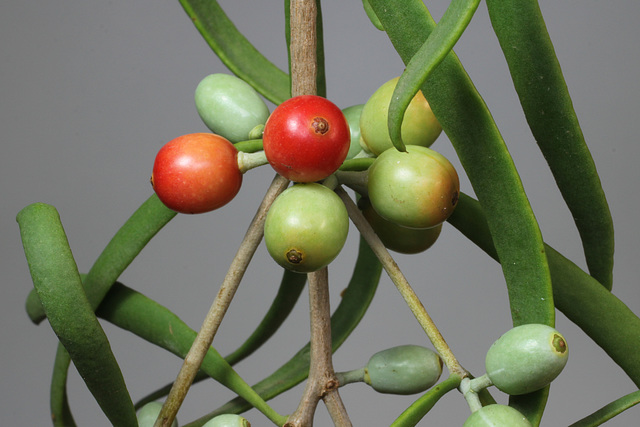 Lysiana exocarpi ssp. exocarpi (Harlequin Mistletoe, yellow form) PJL2816