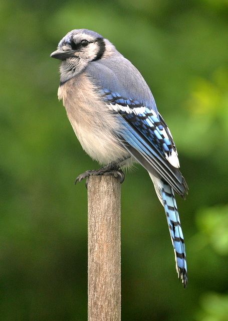 bluejay-june-2013-c