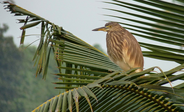 Indian Pond Heron (Ardeola grayii)