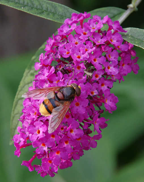 Volucella zonaria