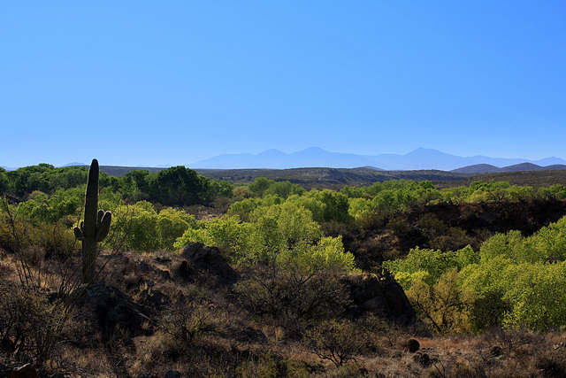 Cienega Creek