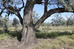 Eucalyptus largiflorens (River Box, Black Box)