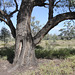 Eucalyptus largiflorens (River Box, Black Box)