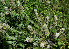 Lepidium campestre- Passerage des champs  (5)