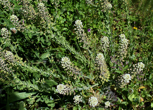 Lepidium campestre- Passerage des champs  (5)