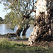 Eucalyptus camaldulensis (River Red Gum)