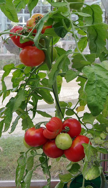 Costoluto Fiorentino