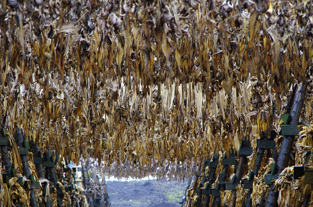 an ocean of dried fish