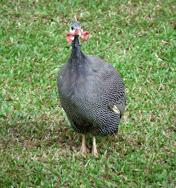 Guinea Fowl