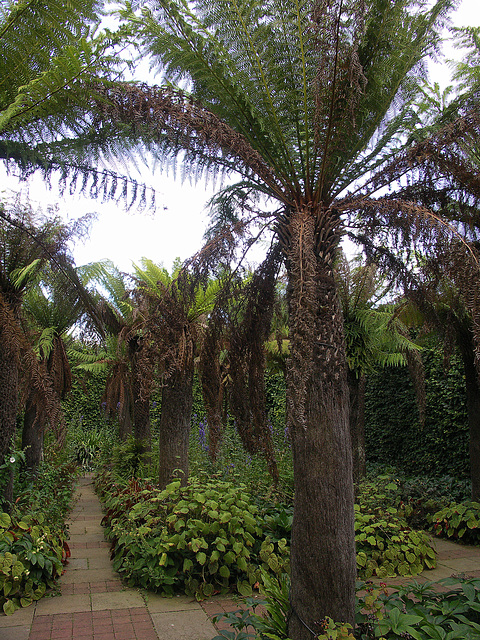 Tree-ferns