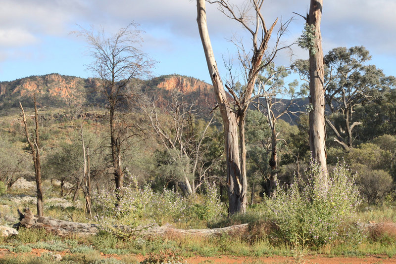 Loch Ness Well, Gammon Ranges NP