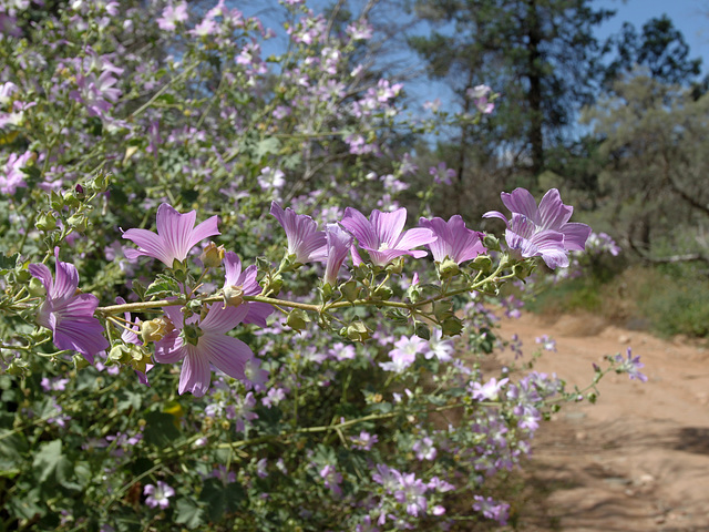 Malva weinmanniana (Native Mallow)