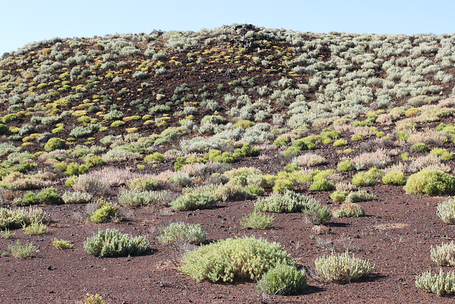 Sclerolaena patterns