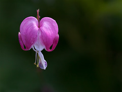 A Single Bleeding Heart