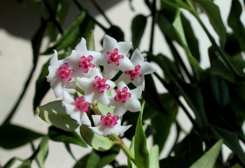 Hoya lanceolata - bella